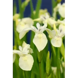 Iris pseudacorus Alba  P9C0.5