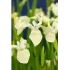 Iris pseudacorus Alba  P9C0.5