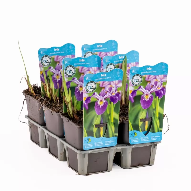 Iris pseudacorus Blue  P9C0.5