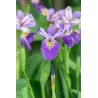 Iris pseudacorus Blue  P9C0.5
