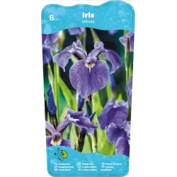 Iris setosa P9C0.5