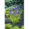 Iris setosa P9C0.5