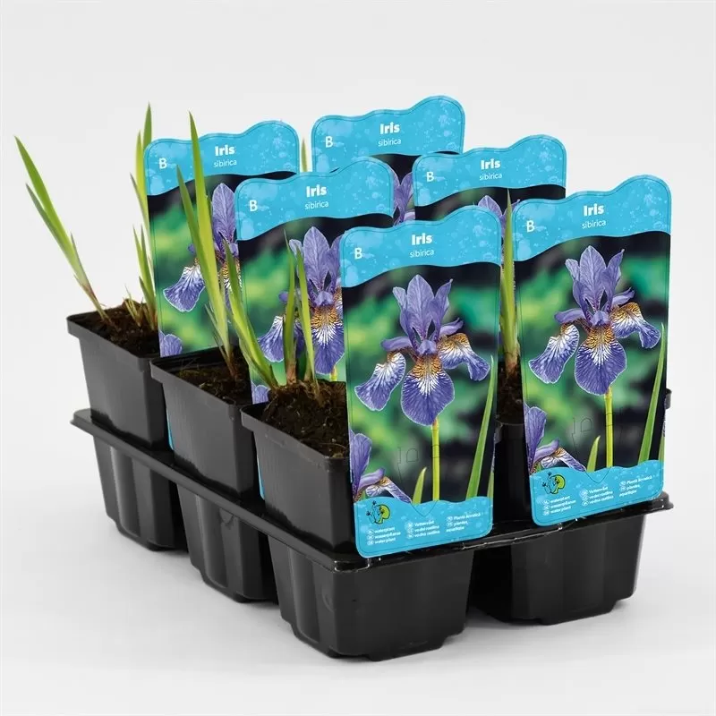 Iris siberica P9C0.5