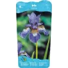 Iris siberica P9C0.5