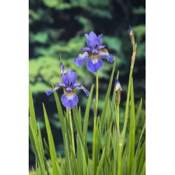 Iris siberica P9C0.5