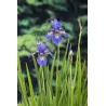 Iris siberica P9C0.5