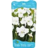 Iris Sibirica Not Quite White P9C0.5
