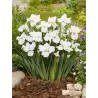 Iris Sibirica Not Quite White P9C0.5