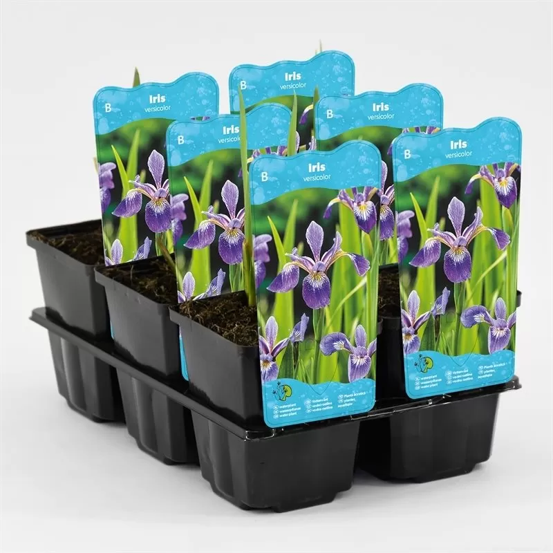 Iris versicolor P9C0.5