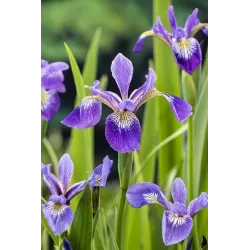Iris versicolor P9C0.5