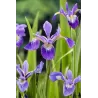 Iris versicolor P9C0.5