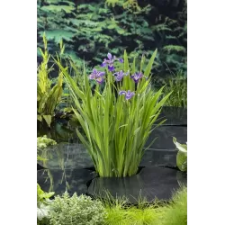 Iris versicolor P9C0.5