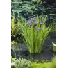 Iris versicolor P9C0.5