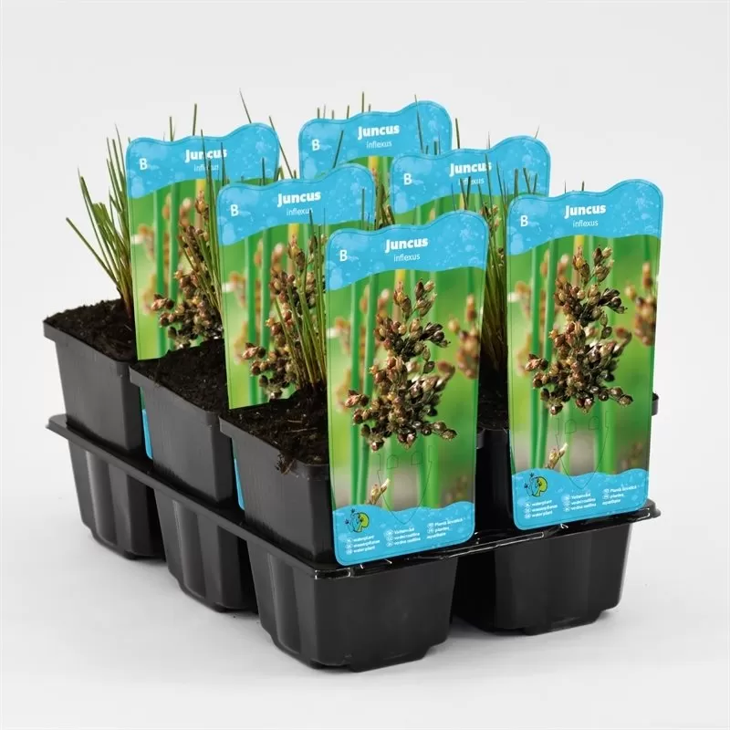 Juncus inflexus P9C0.5
