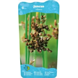 Juncus inflexus P9C0.5