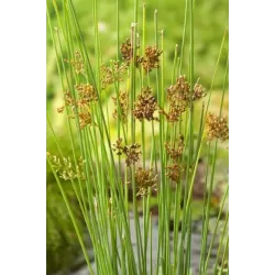 Juncus inflexus P9C0.5
