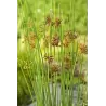 Juncus inflexus P9C0.5