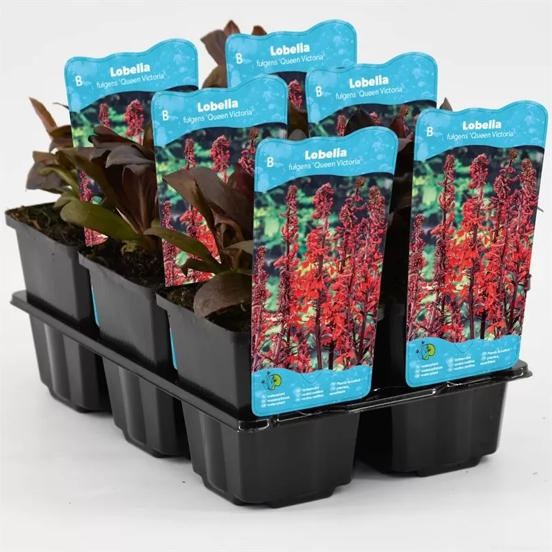 Lobelia fulg. Queen Victoria P9C0.5
