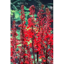 Lobelia fulg. Queen Victoria P9C0.5