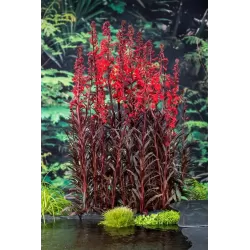 Lobelia fulg. Queen Victoria P9C0.5