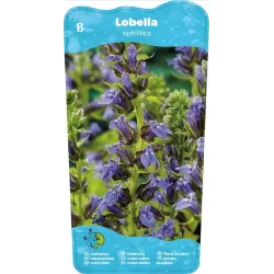 Lobelia syphilitica P9C0.5