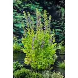 Lobelia syphilitica P9C0.5