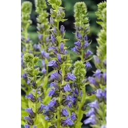 Lobelia syphilitica P9C0.5