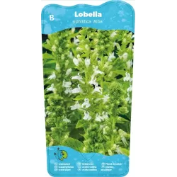 Lobelia syphilitica Alba P9C0.5