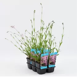 Lychnis flos-cuculi P9C0.5