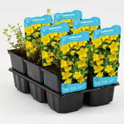 Lysimachia nummularia P9C0.5