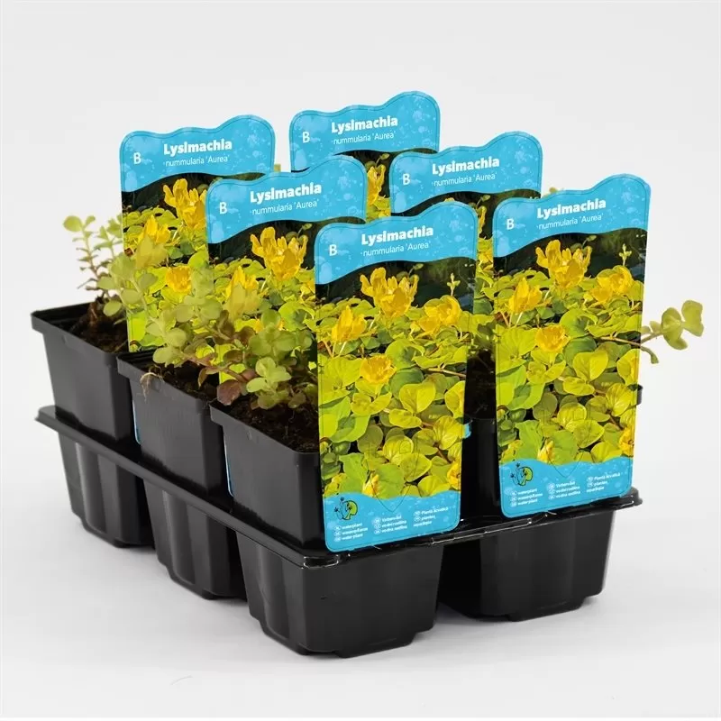 Lysimachia nummularia Aurea P9C0.5