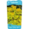 Lysimachia nummularia Aurea P9C0.5
