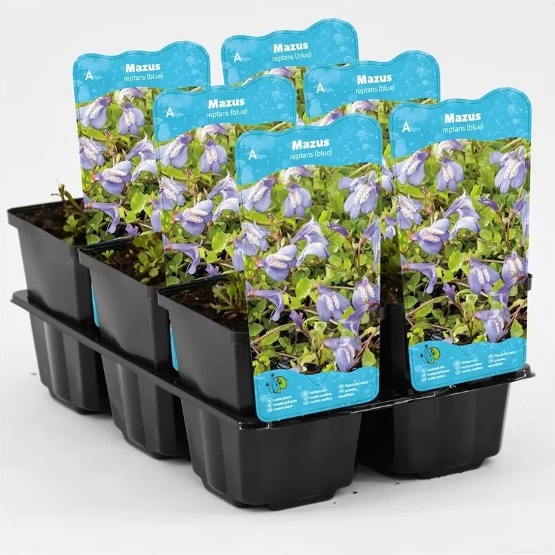Mazus reptans Blue P9C0.5
