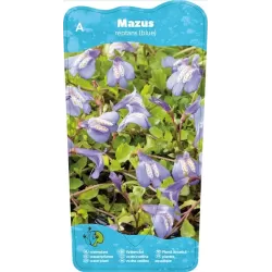 Mazus reptans Blue P9C0.5