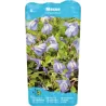 Mazus reptans Blue P9C0.5