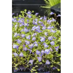 Mazus reptans Blue P9C0.5