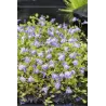 Mazus reptans Blue P9C0.5