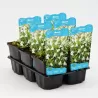 Mazus reptans White P9C0.5