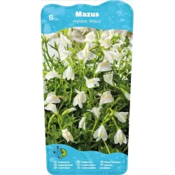 Mazus reptans White P9C0.5