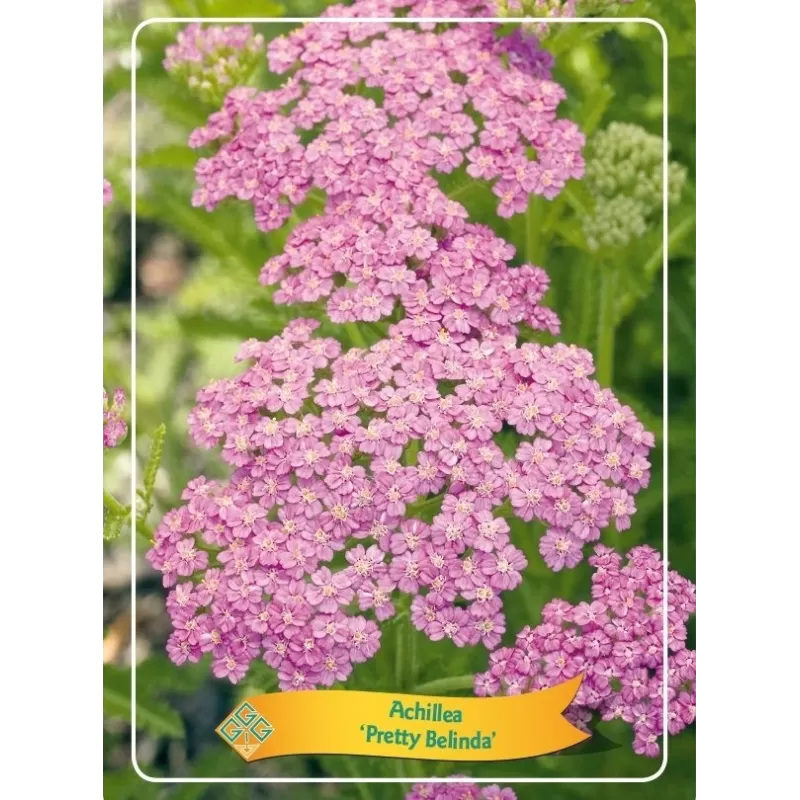 Kraujažolė - Achillea Pretty Belinda P11 rožinė