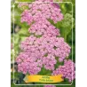Kraujažolė - Achillea Pretty Belinda P11 rožinė