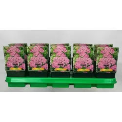 Kraujažolė - Achillea Pretty Belinda P11 rožinė