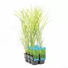 Miscanthus zebrinus  P9C0.5