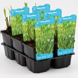 Miscanthus zebrinus  P9C0.5