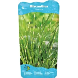 Miscanthus zebrinus  P9C0.5