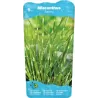 Miscanthus zebrinus  P9C0.5