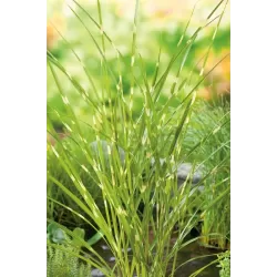 Miscanthus zebrinus  P9C0.5