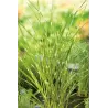 Miscanthus zebrinus  P9C0.5