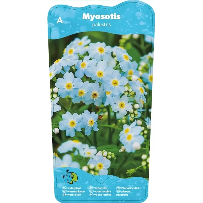Myosotis palustris P9C0.5