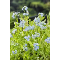 Myosotis palustris P9C0.5